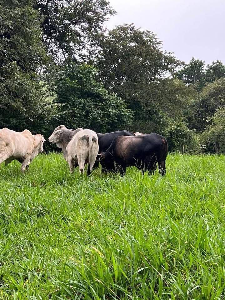 CATTLE FARM FOR SALE – MIRAMAR, PUNTARENAS